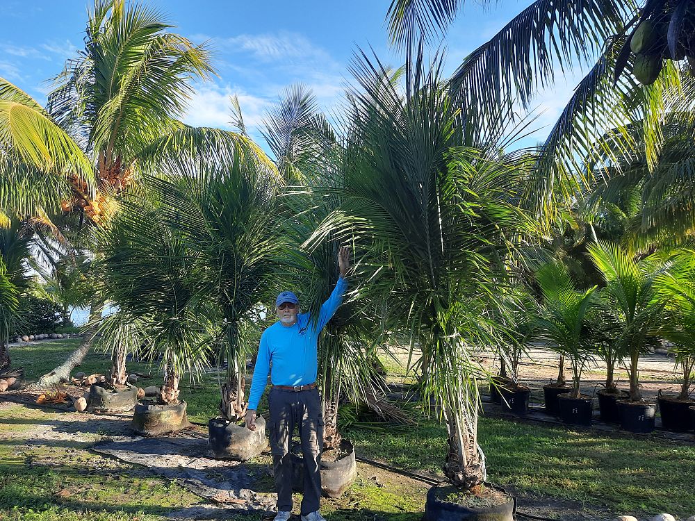 beccariophoenix-alfredii-high-plateau-coconut-palm-hardy-coconut-palm
