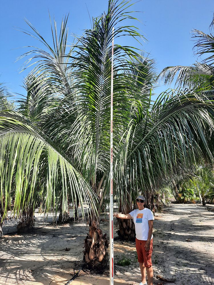 beccariophoenix-alfredii-high-plateau-coconut-palm-hardy-coconut-palm