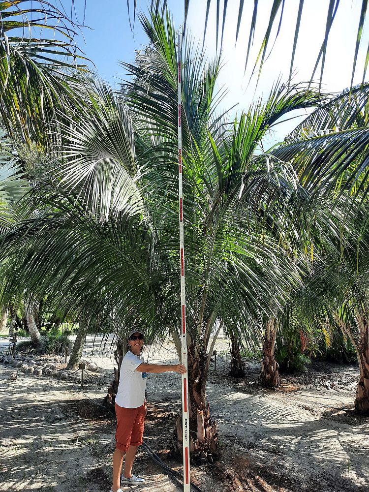 beccariophoenix-alfredii-high-plateau-coconut-palm-hardy-coconut-palm