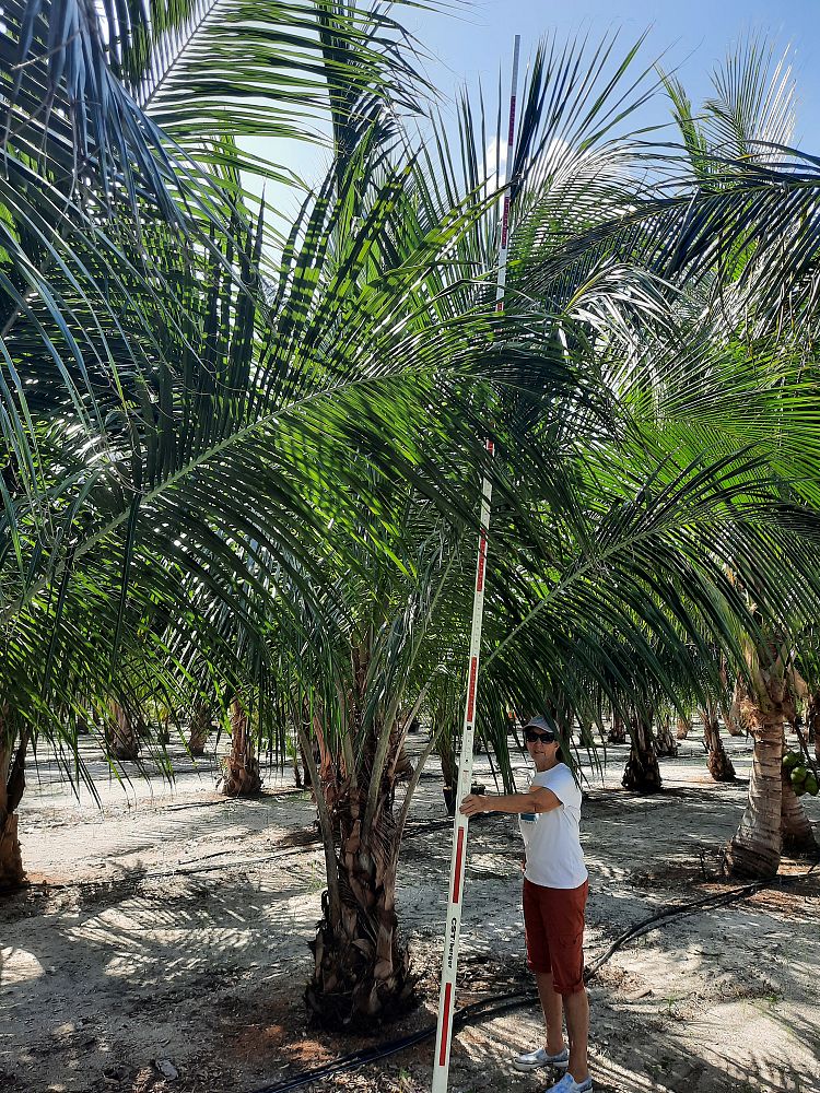 beccariophoenix-alfredii-high-plateau-coconut-palm-hardy-coconut-palm