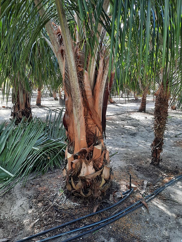 beccariophoenix-alfredii-high-plateau-coconut-palm-hardy-coconut-palm