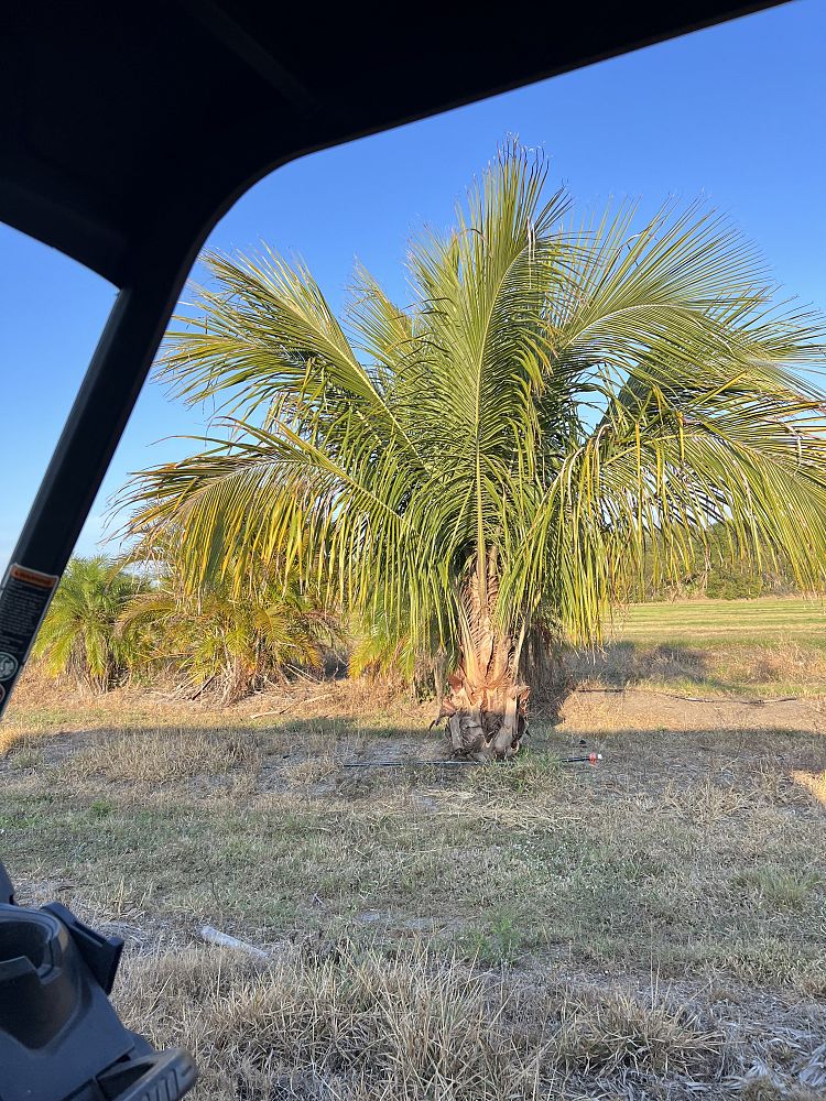 beccariophoenix-alfredii-high-plateau-coconut-palm-hardy-coconut-palm