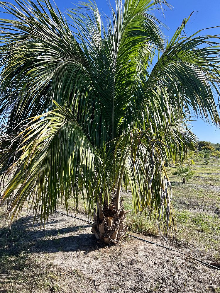 beccariophoenix-alfredii-high-plateau-coconut-palm-hardy-coconut-palm