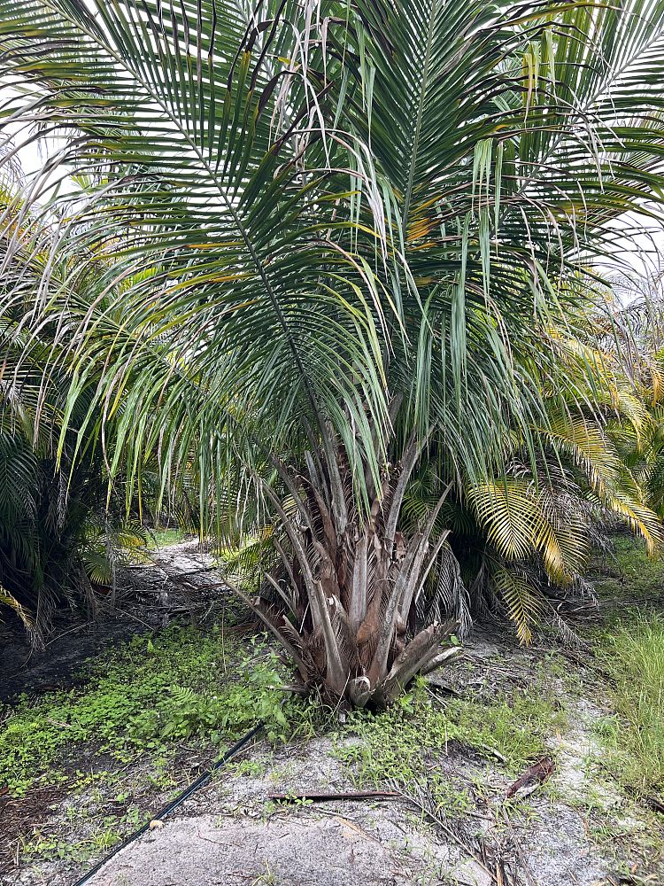 beccariophoenix-alfredii-high-plateau-coconut-palm-hardy-coconut-palm