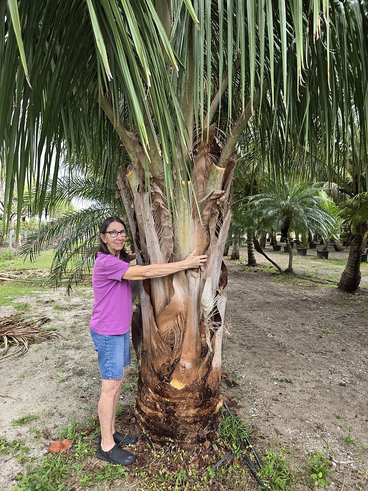 beccariophoenix-alfredii-high-plateau-coconut-palm-hardy-coconut-palm
