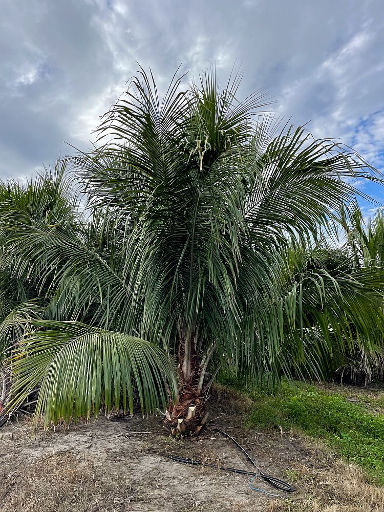 beccariophoenix-alfredii-high-plateau-coconut-palm-hardy-coconut-palm