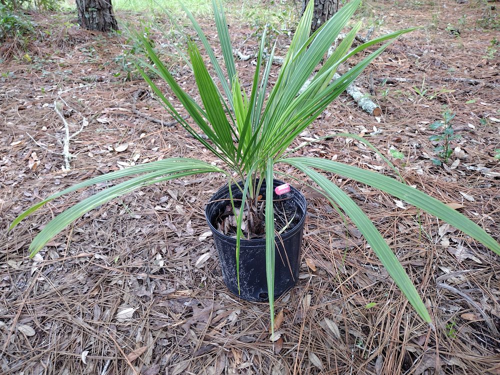 beccariophoenix-alfredii-high-plateau-coconut-palm-hardy-coconut-palm