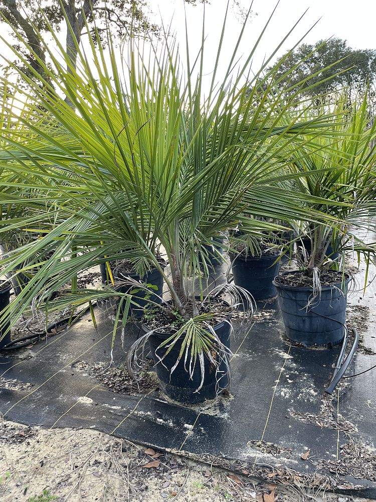 beccariophoenix-alfredii-high-plateau-coconut-palm-hardy-coconut-palm