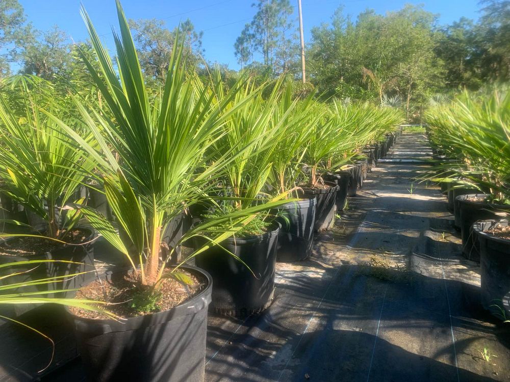 beccariophoenix-alfredii-high-plateau-coconut-palm-hardy-coconut-palm