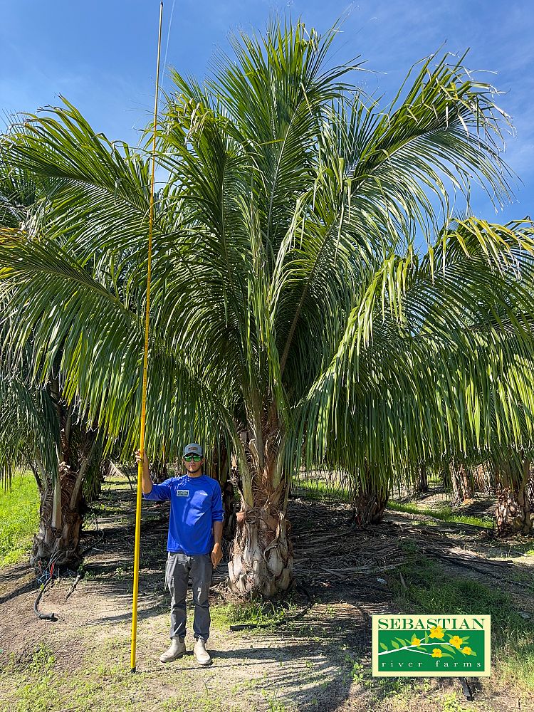 beccariophoenix-alfredii-high-plateau-coconut-palm-hardy-coconut-palm