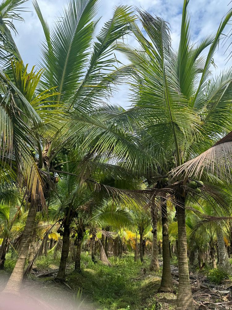 beccariophoenix-alfredii-high-plateau-coconut-palm-hardy-coconut-palm