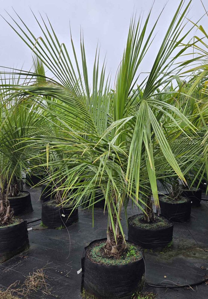 beccariophoenix-alfredii-high-plateau-coconut-palm-hardy-coconut-palm