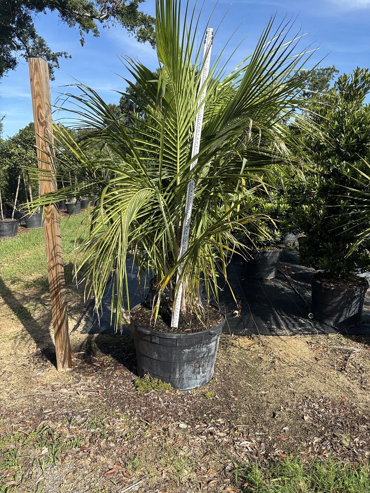 beccariophoenix-alfredii-high-plateau-coconut-palm-hardy-coconut-palm