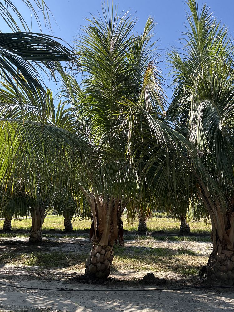 beccariophoenix-alfredii-high-plateau-coconut-palm-hardy-coconut-palm