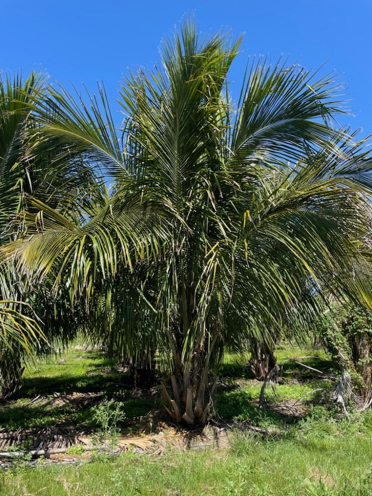 beccariophoenix-alfredii-high-plateau-coconut-palm-hardy-coconut-palm
