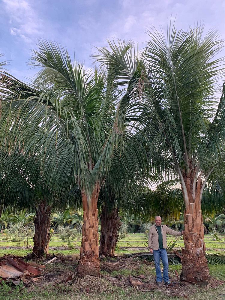 beccariophoenix-alfredii-high-plateau-coconut-palm-hardy-coconut-palm