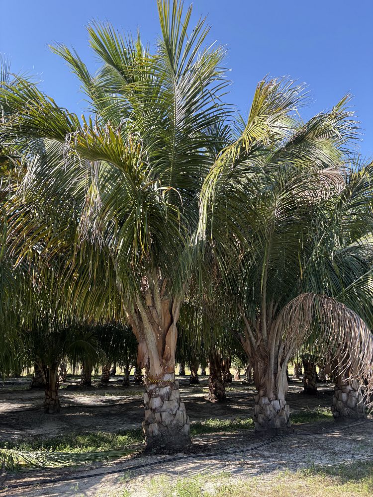 beccariophoenix-alfredii-high-plateau-coconut-palm-hardy-coconut-palm