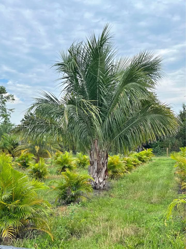 beccariophoenix-alfredii-high-plateau-coconut-palm-hardy-coconut-palm