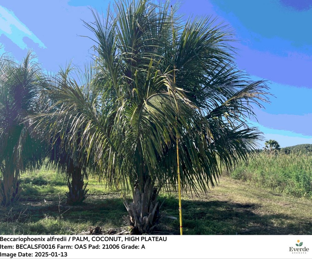 beccariophoenix-alfredii-high-plateau-coconut-palm-hardy-coconut-palm