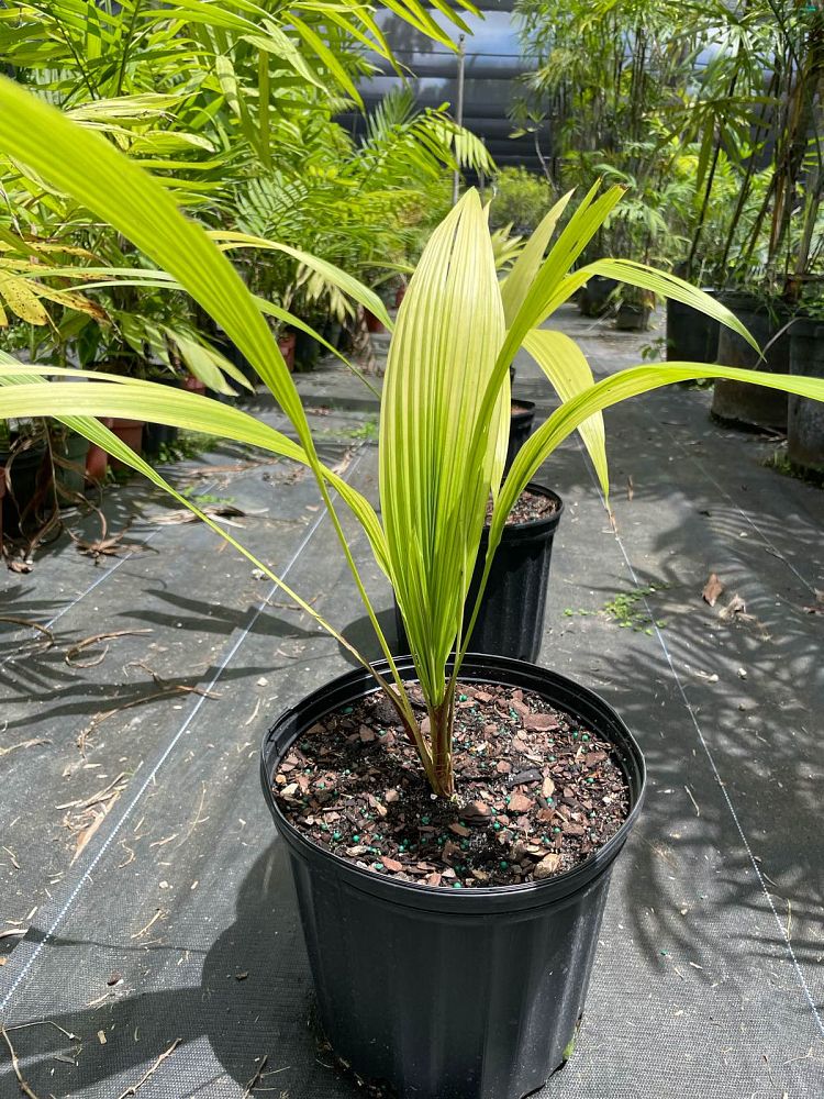 beccariophoenix-fenestralis-giant-windowpane-palm