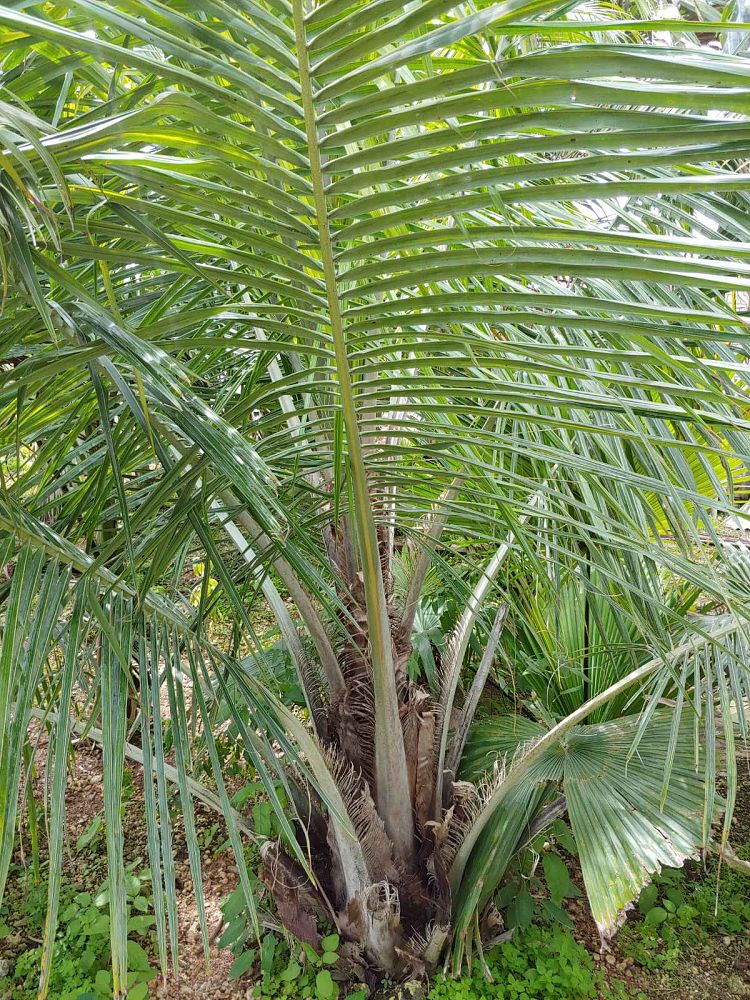 beccariophoenix-madagascariensis-coastal-beccariophoenix