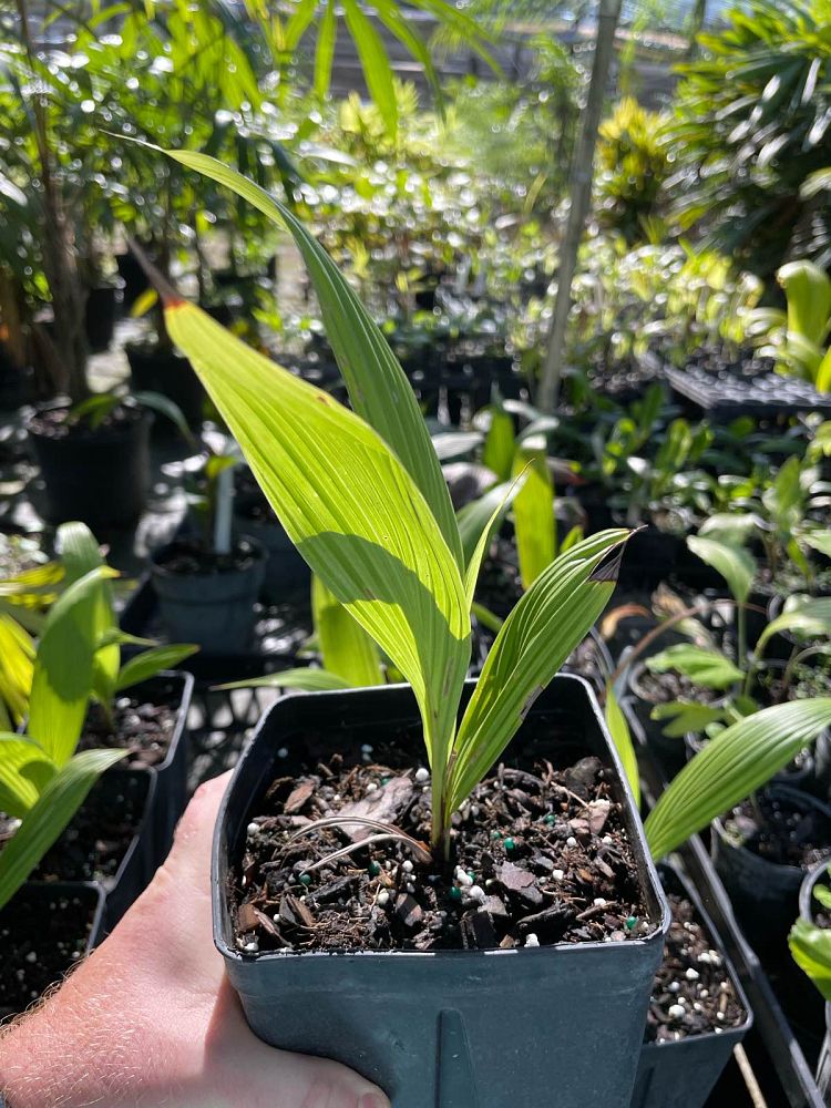 beccariophoenix-madagascariensis-coastal-beccariophoenix