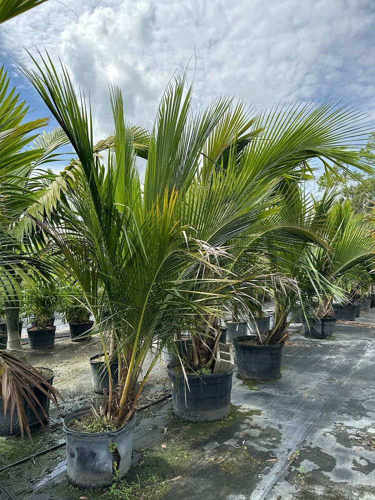 beccariophoenix-madagascariensis-coastal-beccariophoenix
