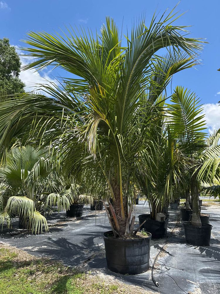 beccariophoenix-madagascariensis-coastal-beccariophoenix