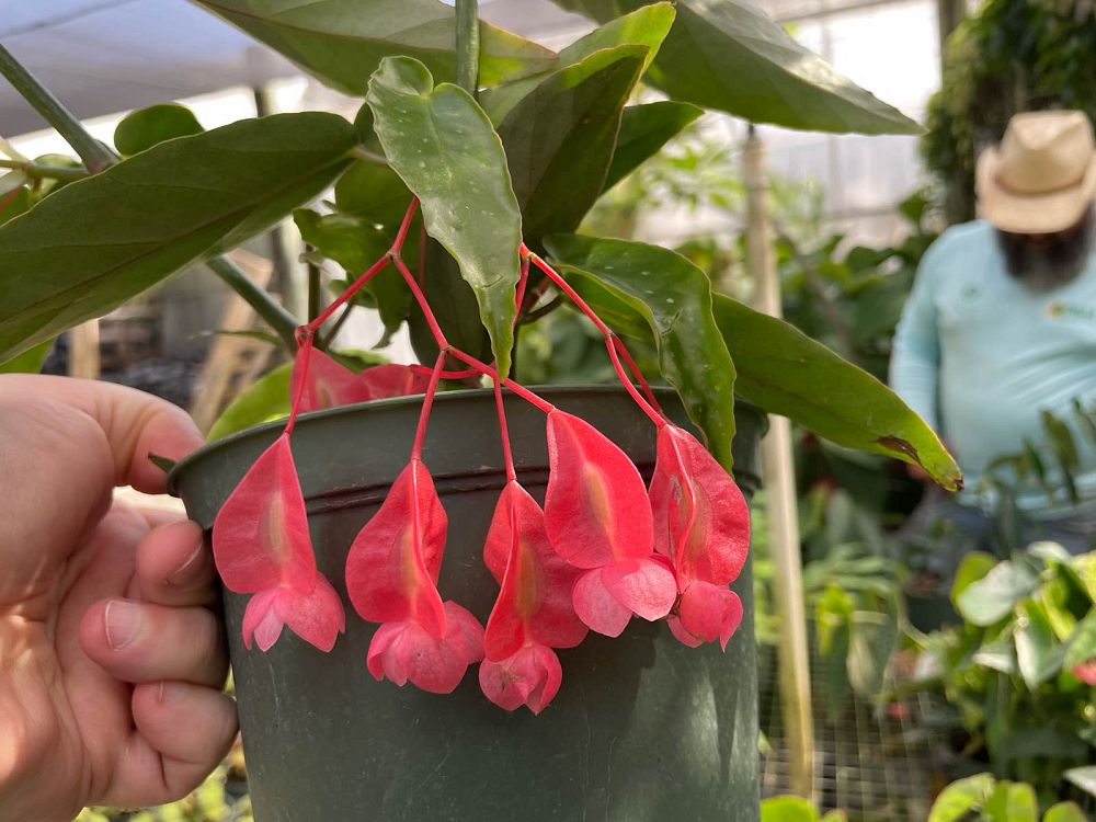 begonia-albo-picta-cane-begonia-bambusiforme-begonia