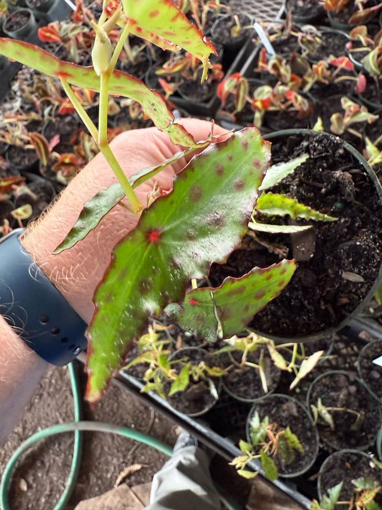 begonia-amphioxus