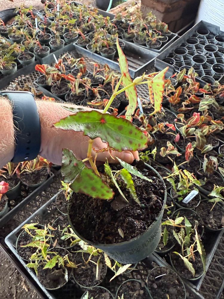 begonia-amphioxus