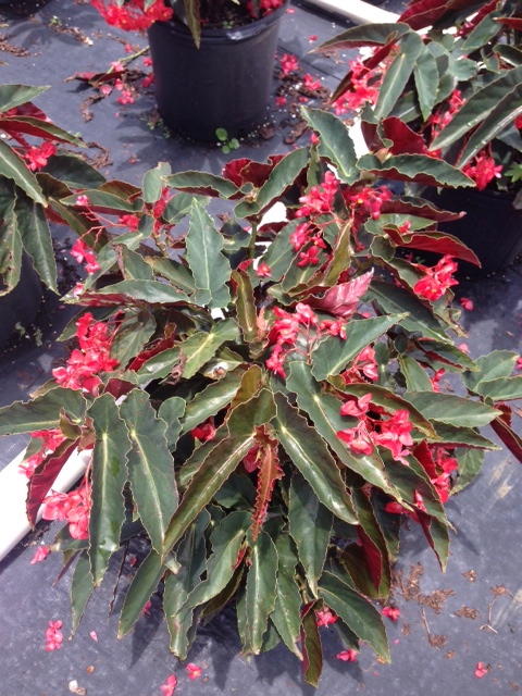 begonia-angel-wing-pink-angel-wing-begonia-cane-begonia