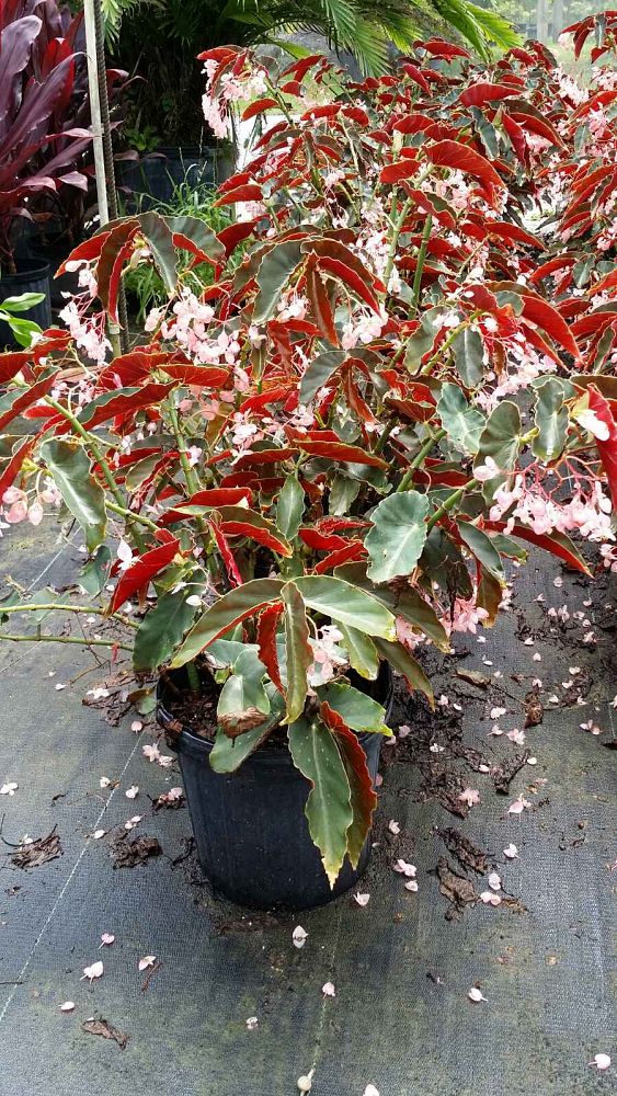 begonia-angel-wing-pink-angel-wing-begonia-cane-begonia