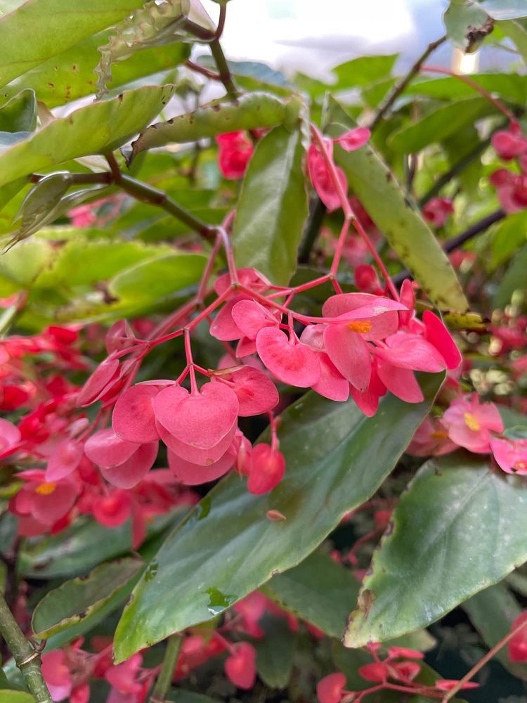 begonia-angel-wing-pink-angel-wing-begonia-cane-begonia
