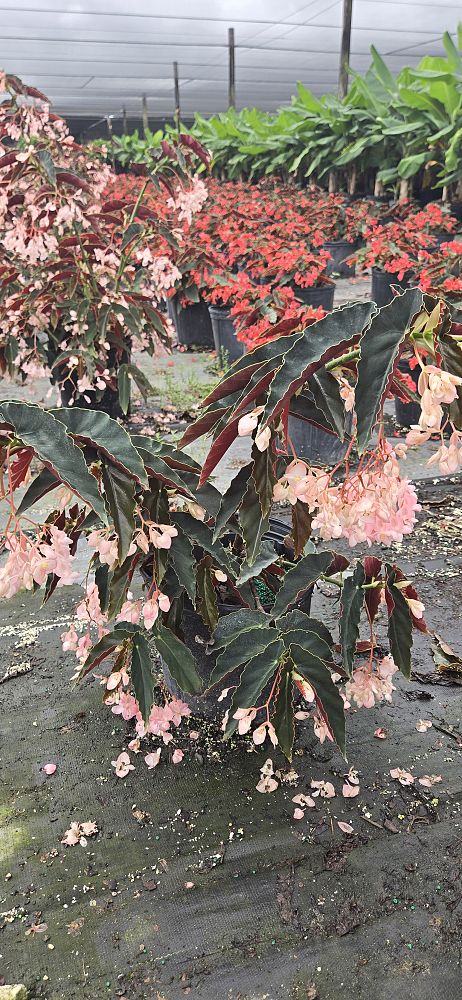 begonia-angel-wing-pink-angel-wing-begonia-cane-begonia
