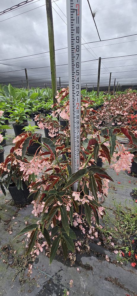 begonia-angel-wing-pink-angel-wing-begonia-cane-begonia