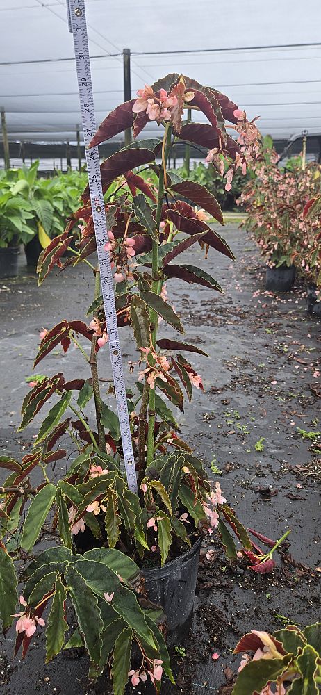 begonia-angel-wing-pink-angel-wing-begonia-cane-begonia