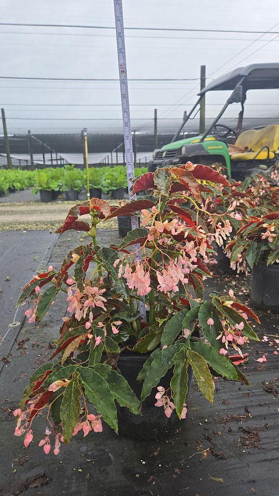 begonia-angel-wing-pink-angel-wing-begonia-cane-begonia