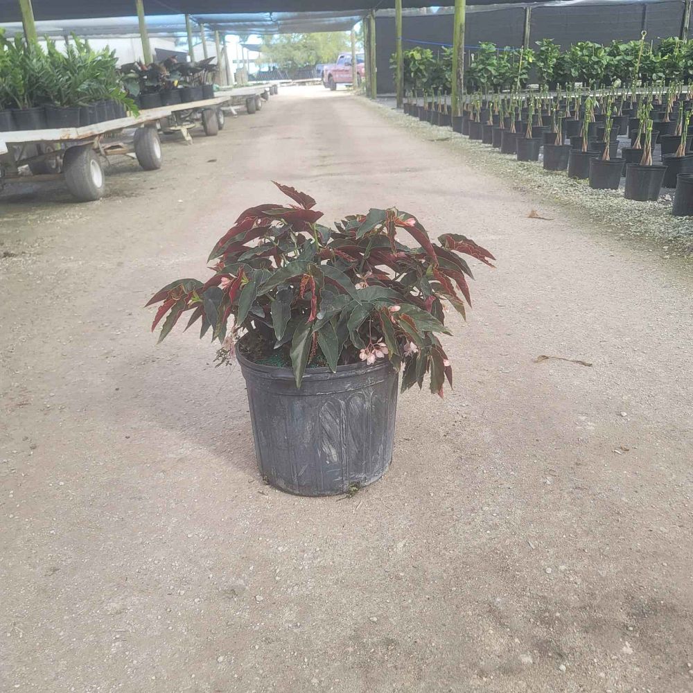 begonia-angel-wing-pink-angel-wing-begonia-cane-begonia
