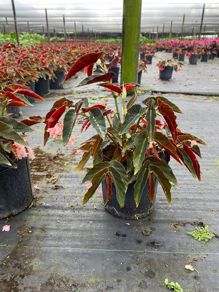 begonia-angel-wing-pink-angel-wing-begonia-cane-begonia