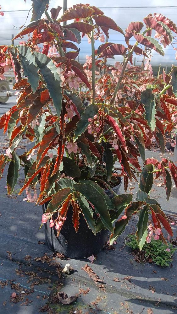 begonia-angel-wing-pink-angel-wing-begonia-cane-begonia