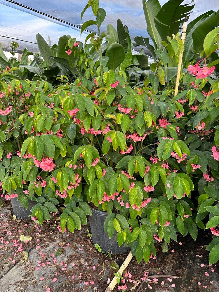 begonia-angel-wing-pink-angel-wing-begonia-cane-begonia