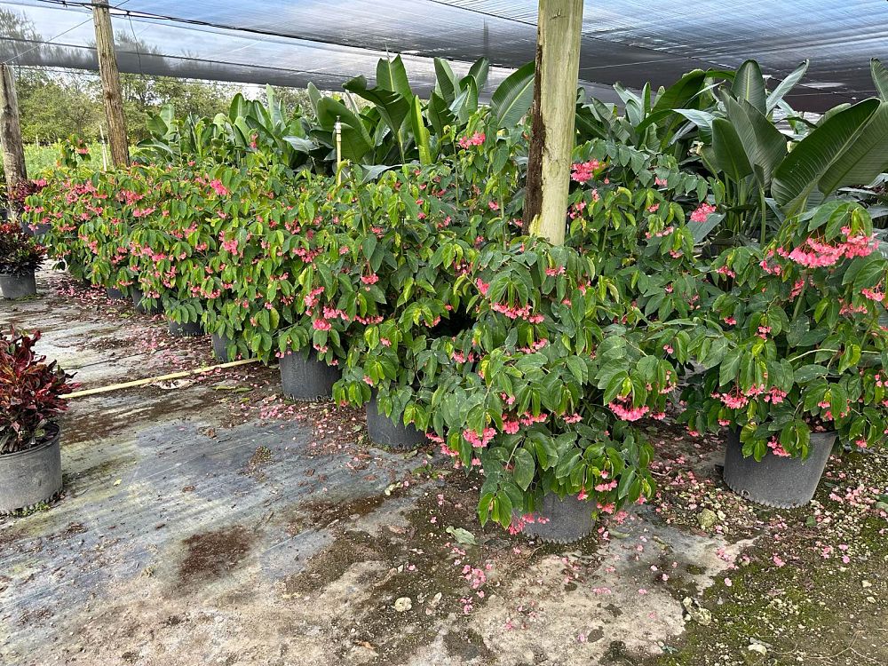 begonia-angel-wing-pink-angel-wing-begonia-cane-begonia