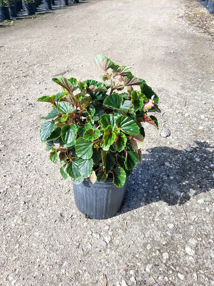 begonia-angel-wing-pink-angel-wing-begonia-cane-begonia