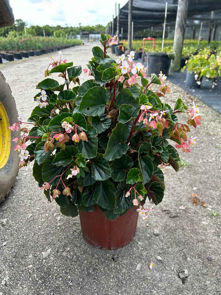 begonia-angel-wing-pink-angel-wing-begonia-cane-begonia