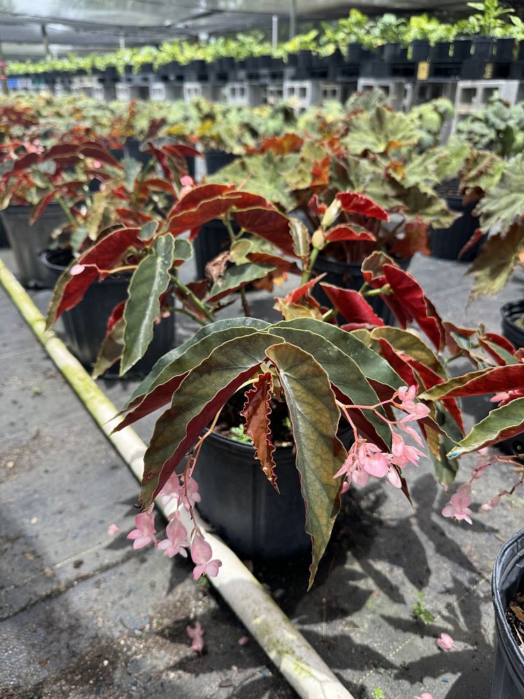 begonia-angel-wing-pink-angel-wing-begonia-cane-begonia
