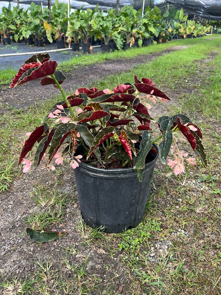 begonia-angel-wing-pink-angel-wing-begonia-cane-begonia