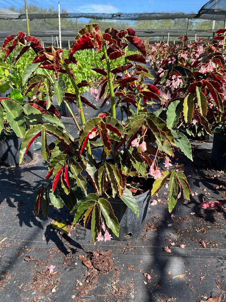 begonia-angel-wing-pink-angel-wing-begonia-cane-begonia
