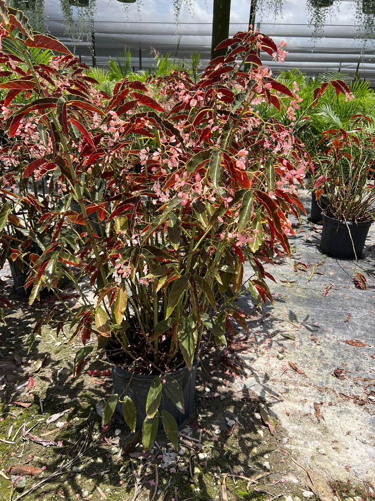 begonia-angel-wing-pink-angel-wing-begonia-cane-begonia