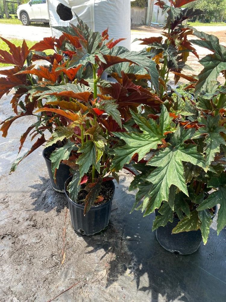 begonia-angel-wing-pink-angel-wing-begonia-cane-begonia